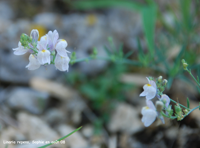 Linaria repens